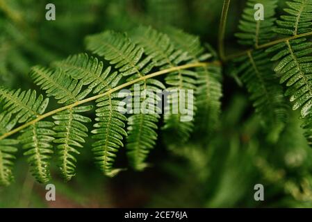 De bois d'en haut avec diverses plantes dans la forêt sombre Banque D'Images