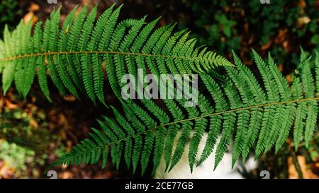 De bois d'en haut avec diverses plantes dans la forêt sombre Banque D'Images