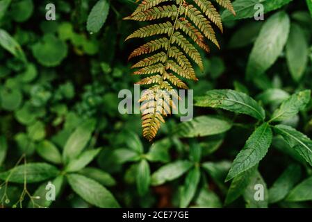 De bois d'en haut avec diverses plantes dans la forêt sombre Banque D'Images