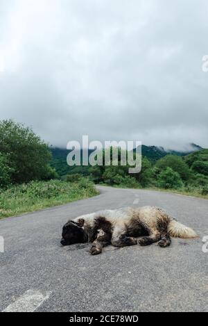 Adorable chien sans-abri couché et dormant sur une route asphaltée vide près des arbres verts le jour couvert Banque D'Images
