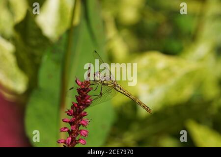 Le dard vagabond (Sympetrum vulgatum), famille des Libellulidae sur les fleurs Knotweed, Knongrass (Polygonum ampelexicaule), famille du sarrasin (Polygonaceae). Banque D'Images
