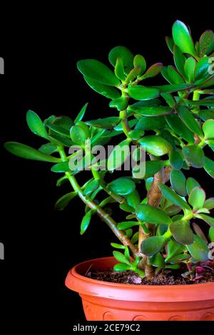 Crassula ovata ou l'arbre de l'argent plante succulente sur le noir arrière-plan Banque D'Images