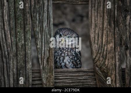 Petite chouette européenne (Athene noctua) dans la campagne camouflée en arrière-plan. Oiseaux sauvages dans les granges Banque D'Images