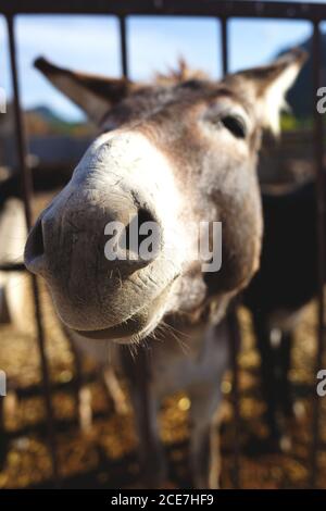l'âne a collé son visage à travers les barres de la ferme Banque D'Images