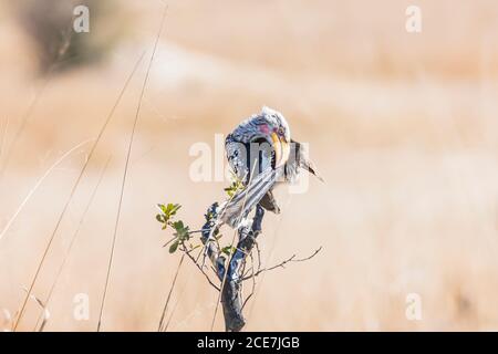 Perchage d'oiseaux sur un arbre, charme à bec jaune du sud, Tockus leucomelas, parc national de Hwange, Matabeleland Nord, Zimbabwe, Afrique Banque D'Images