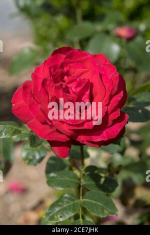 Le Royal William rose Rosa KORzaun. Banque D'Images