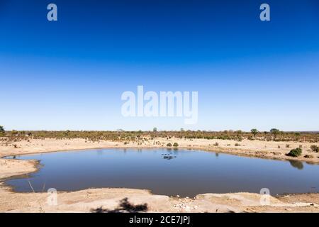 Barrage de Masuma, troupeau de Hippo dans le barrage, parc national de Hwange, Matabeleland Nord, Zimbabwe, Afrique Banque D'Images