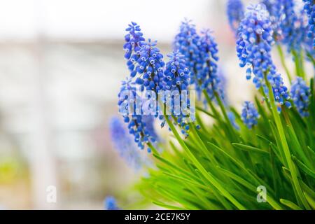 Arrière-plan avec des fleurs bleues jacinthe de raisin, gros plan Banque D'Images