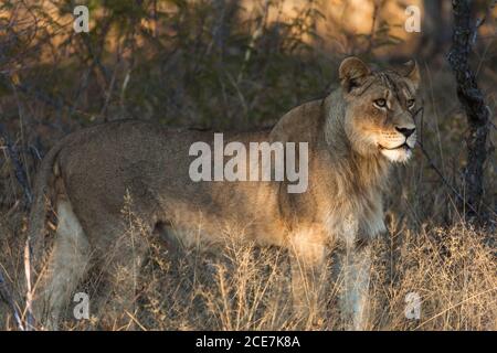 Lion debout dans le Bush, parc national de Hwange, Matabeleland Nord, Zimbabwe, Afrique Banque D'Images