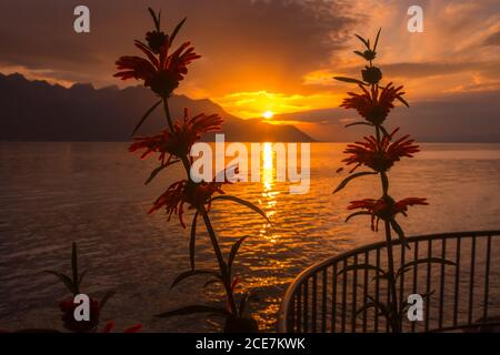 Fleurs et lac de Genève, Suisse coucher de soleil Banque D'Images