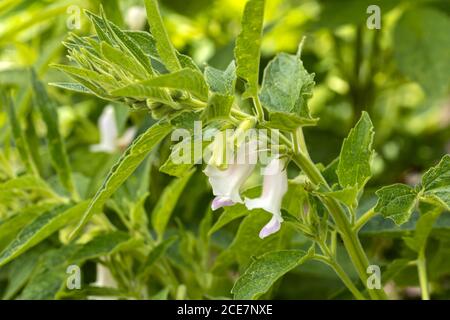 Fermé de la plante de sésame biologique propre et des gousses avec les fleurs de différentes tailles poussent dans le jardin avec un fond vert de plante Banque D'Images