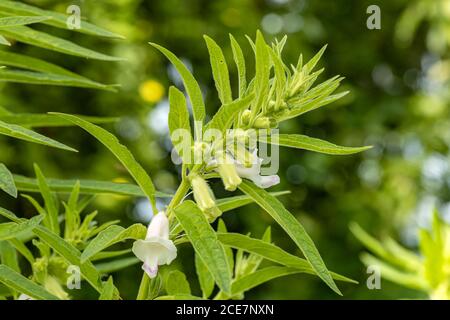 Fermé de la plante de sésame biologique propre et des gousses avec les fleurs de différentes tailles poussent dans le jardin avec un fond vert de plante Banque D'Images