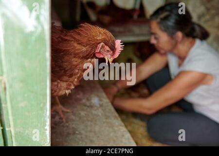 Vue latérale d'une agricultrice dans la maison de poule collectant le œufs d'oiseaux à la ferme Banque D'Images