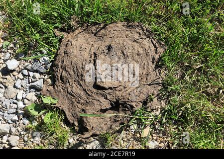 Bouée de vache de bétail suisse heureux dans la prairie, Suisse Banque D'Images