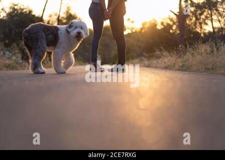 Vue latérale d'une petite petite amie sereine et d'un petit ami debout Sur la route avec Old English Sheepdog et profiter d'un coucher de soleil incroyable en été Banque D'Images