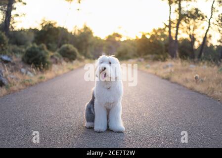 Adorable chien de berger anglais ancien assis sur une route asphaltée en arrière-plan de majestueux coucher de soleil Banque D'Images