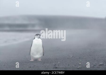 Pingouin de collier (Pygoscelis antarctique) debout dans la vapeur des sources chaudes sur la plage, Whalers Bay, Deception Island, South Shetland Islands, Banque D'Images