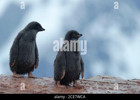 Deux pingouins d'Adélie (Pygoscelis adeliae), poussins, île de Petermann, terre de Graham, Antarctique Banque D'Images