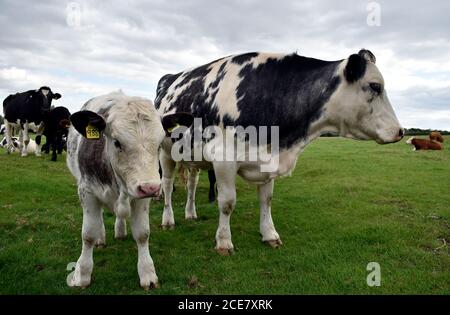 Vaches - les veaux marqués par la mère et l'oreille se tiennent ensemble sur une ferme de bétail broutant les terres près de leur troupeau dans Buckinghamshire Royaume-Uni, fin août. Banque D'Images