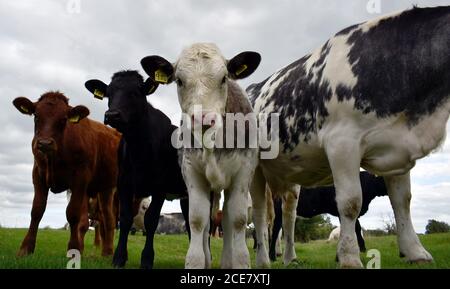 Groupe de jeunes veaux de vache, bruns, noirs et gris avec des étiquettes d'identification de bétail dans leurs oreilles debout sur les terres agricoles de Buckinghamshire, en Angleterre. Banque D'Images