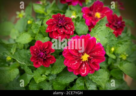 Fleurs de dahlia pourpre après la pluie dans un pot. Dahlia rouge recouverte de gouttes de pluie Banque D'Images