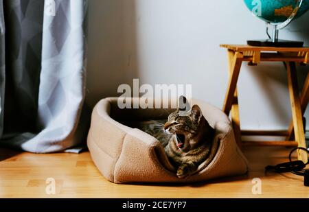 Chat de tabby drôle assis dans un confortable panier lit dans confortable chambre et auvent Banque D'Images