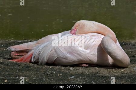 Flamant rose (Phoenicopterus ruber) Banque D'Images