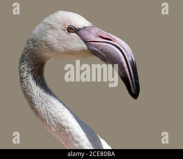 Grand Flamingo (phoenicopterus roseus) juvénile Banque D'Images