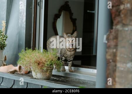 Gris européen Shorthair chat marchant sur le seuil de la fenêtre près des plantes en pot et de la viande pendant la journée d'été ensoleillée Banque D'Images