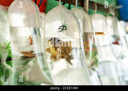 Assortiment de poissons nageant dans l'eau dans des sacs en plastique transparent marché rural local Banque D'Images