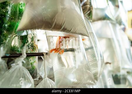 Assortiment de poissons nageant dans l'eau dans des sacs en plastique transparent marché rural local Banque D'Images