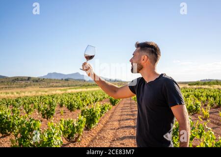 Vue latérale jeune vigneron dans une chemise noire décontractée main avec un verre de vin rouge et de vérifier la qualité pendant travail sur la plantation ensoleillée Banque D'Images