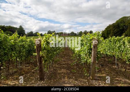 Lignes de vignes menant à un Hillside dans un vignoble, Hambledon Vineyard, Hambledon, Hampshire Banque D'Images