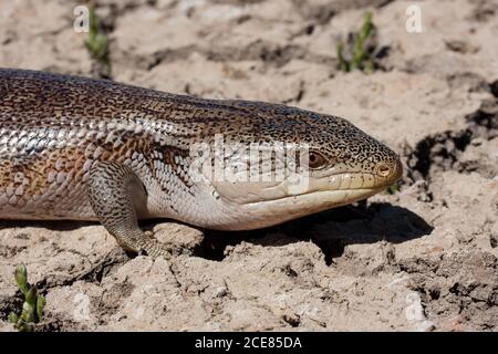 Lizard de langue bleue du nord de l'Australie occidentale Banque D'Images