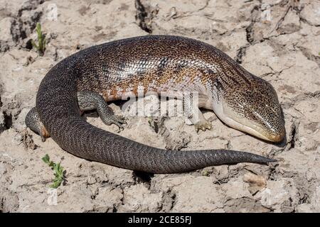 Lizard de langue bleue du nord de l'Australie occidentale Banque D'Images