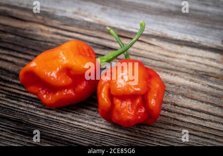 Gousses de scorpion de Trinidad Moruga fraîches et crues Capsicum chinense sur un table rustique en bois, poivre extrêmement chaud Banque D'Images