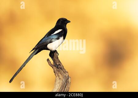 Magpie sauvage perchée sur une branche avec un lever de soleil jaune arrière-plan Banque D'Images