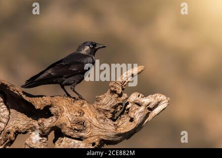 Oiseau sauvage de la jaquette perché sur un tronc en bois avec un arrière-plan lumineux et chaleureux Banque D'Images