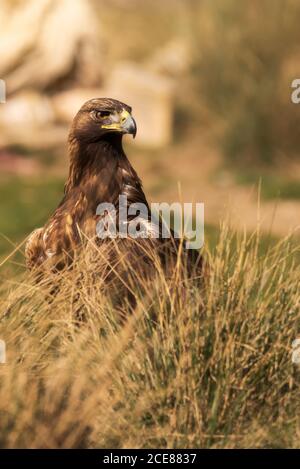 Faucon à queue rouge ou oiseau de rapateur Buteo jamaicensis debout en brouillé arrière-plan dans la nature Banque D'Images