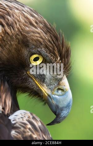 Faucon à queue rouge ou oiseau de rapateur Buteo jamaicensis debout en brouillé arrière-plan dans la nature Banque D'Images