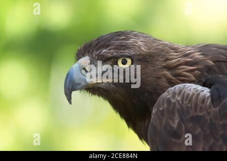 Faucon à queue rouge ou oiseau de rapateur Buteo jamaicensis debout en brouillé arrière-plan dans la nature Banque D'Images