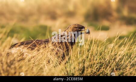 Faucon à queue rouge ou oiseau de rapateur Buteo jamaicensis debout en brouillé arrière-plan dans la nature Banque D'Images