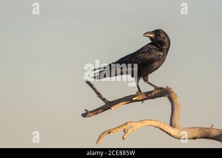 Oiseau sauvage corax corax ou corvus de corax, assis sur sec branche d'arbre contre ciel gris dans la nature Banque D'Images