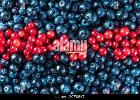 Bleuets frais et groseilles rouges, grenés d'en haut Banque D'Images