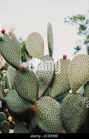 Angle élevé de plantes cactus vert pickly avec fleur délicate fleurs en serre Banque D'Images