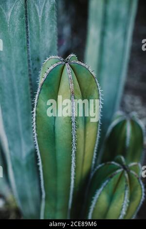 Grande plante verte Cereus poussant dans la vallée de cactus près de différent espèces Banque D'Images