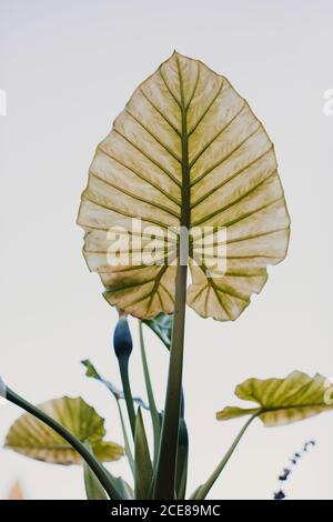 Plante verte avec des tiges épaisses et des feuilles picky avec strié surface poussant contre le ciel blanc à la lumière du jour Banque D'Images