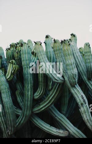 Grande plante verte Cereus poussant dans la vallée de cactus près de différent espèces contre ciel sans nuages Banque D'Images