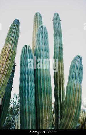 Grande plante verte Cereus poussant dans la vallée de cactus près de différent espèces contre ciel sans nuages Banque D'Images