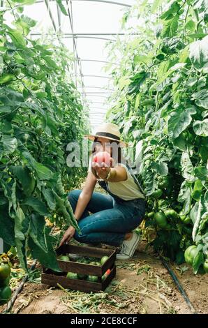 Vue latérale d'une jardinière féminine en chapeau de paille à proximité boîte en bois avec tomates vertes et arbustes surcultivés pendant la démonstration tomate rouge en serre et regardant l'appareil photo Banque D'Images